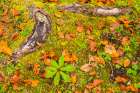 Slovenia, Triglav National Park. Close-up of fallen autumn leaves on ground. Art Print